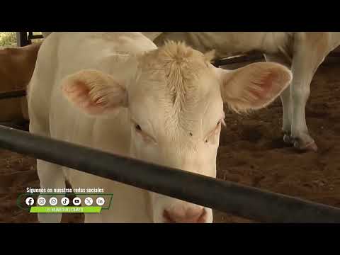 CAPITULO 1   CRIADERO LA ZULIA BLON D´AQUITINE BRAHMAN ROJO   GUADUAS   CUNDINAMARCA