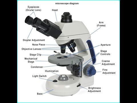 What is Microscope different types of microscope work advantage and working principle