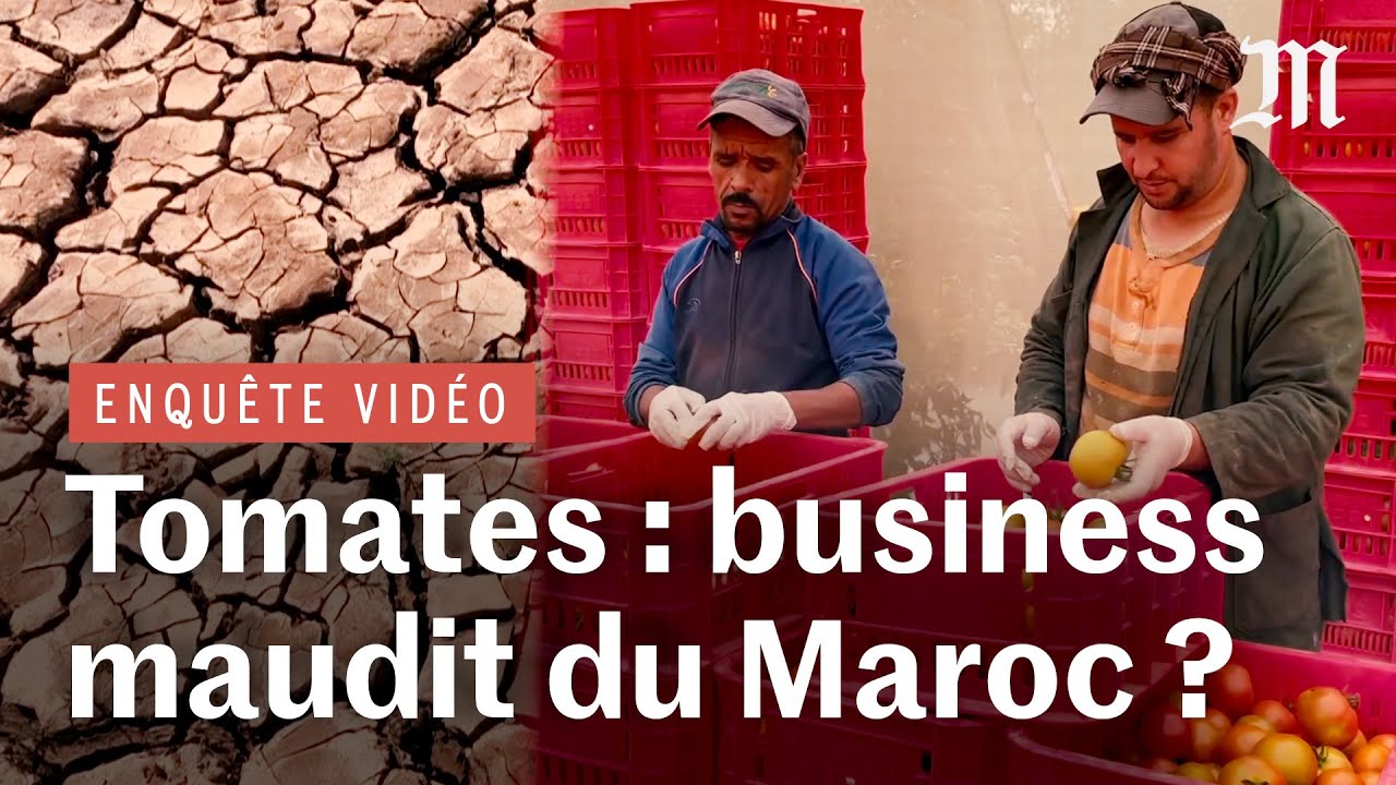 Comment le Maroc exporte, via ses tomates, l’eau dont il va bientôt manquer :