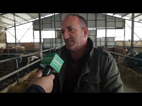 Ferma për mbarështimin e viçave për mish - Fshati Ribar i vogël, komuna e Lipjanit.