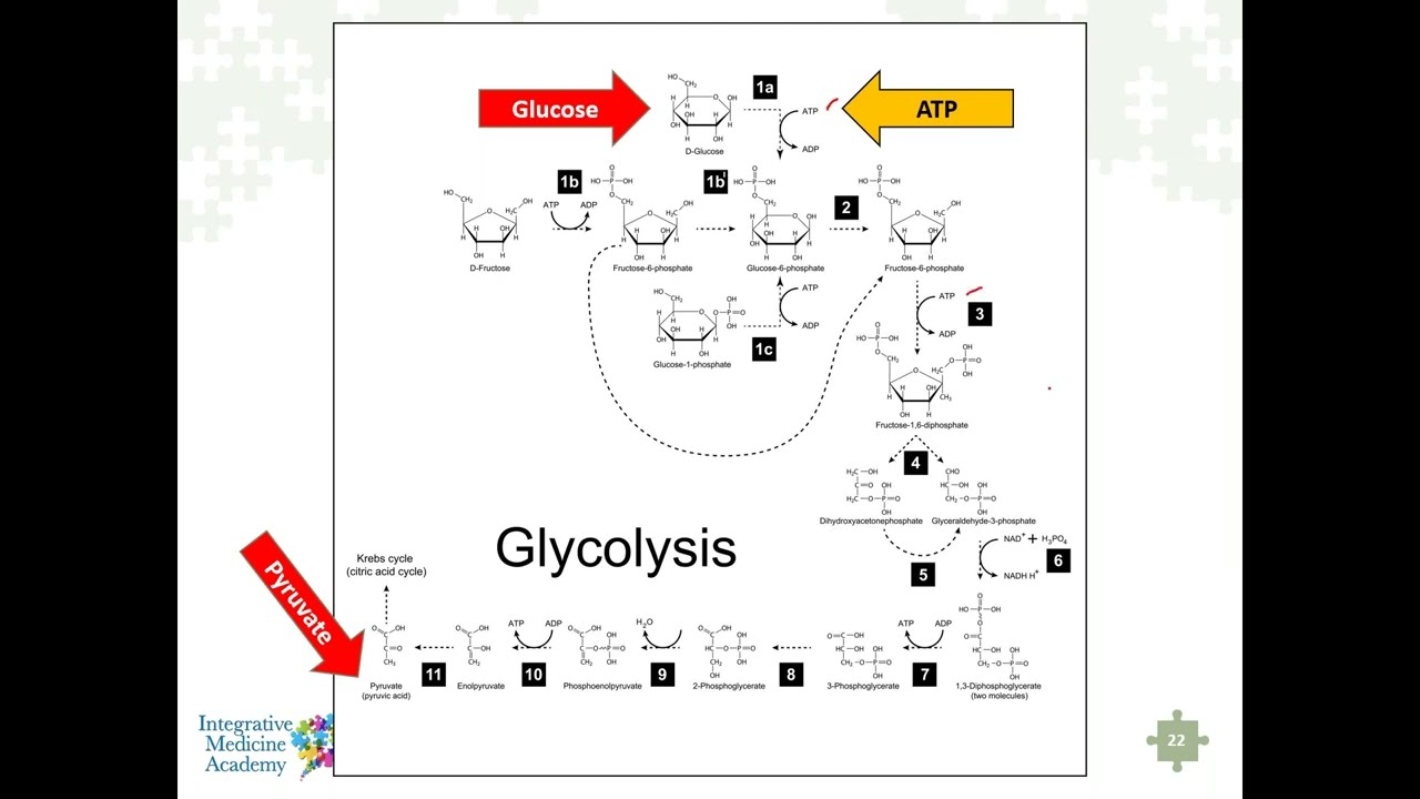 Mitochondria Melatonin Production - Mitochondria Mastery Course