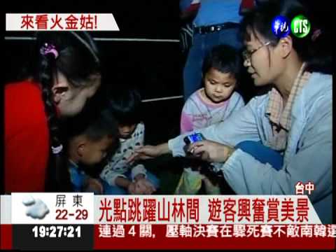 一閃一閃亮晶晶! 螢火蟲大爆發