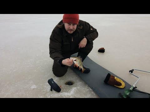 Ison ahvenen jäljillä - huippureissu! | Pilkkiminen ja kalastus