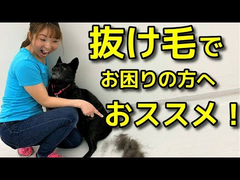 犬の抜け毛を防ぐ家庭療法