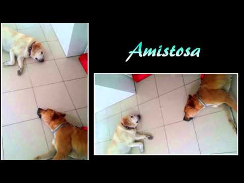 Luna Life4pitbulls 1