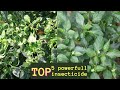 Chilli Special Top 5 Powerfull Insecticides