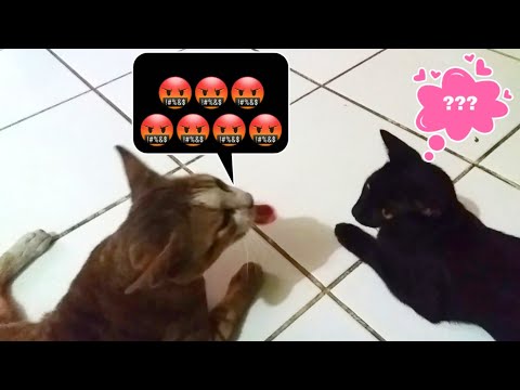 Funny cats | Bobo and Ling Ling | Funniest cats