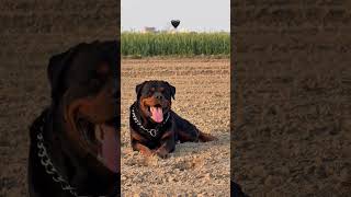 India Me Sabse Jada Sale hone wali dog breed 👿 #rottweiler #doberman #shorts #dog #dogs