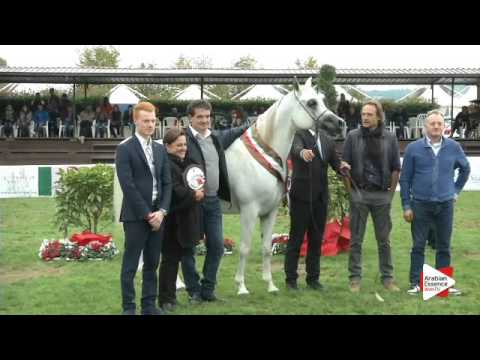 3rd Place N.24 AL AYAL MONISCIONE - Arezzo 2015 - Junior Colts Championship (Class 18)