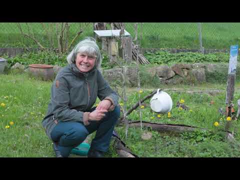 BRENNNESSELN zubereiten für Stoffwechsel & Immunsystem | Mini Kräuterkunde mit Ruth Pfennighaus