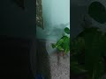 Kabhi Kabhi Mere Dil Maein Whistling