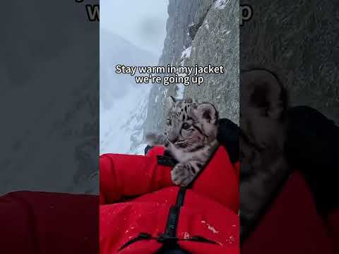 Snow Leopard Attacked Me... Then This Happened😲