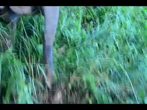 Borneo pygmy elephant