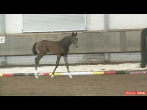 Lot 3 - Colt -  Vivat Rex x Diva (by Davignon I)