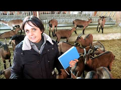 Farma koza - ishrana i prerada