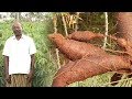 இயற்கை முறையில் மரவள்ளி சாகுபடி முறை