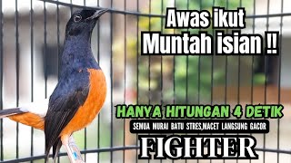 Download lagu murai batu gacor FIGHTER ampuh buat PANCINGAN murai batu agar bunyi JADIKAN burung murai gacor EMOSI mp3