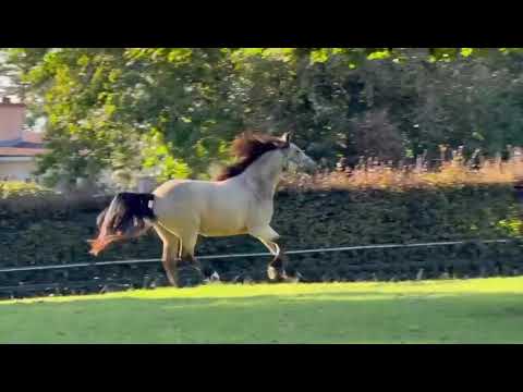 Dun gelding 15hh. - Image 2