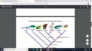 Cladogram Activity