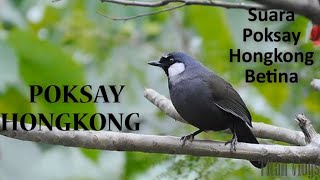 Download lagu Suara Poksay Hongkong Betina Untuk Memancing Suara Jantan | Khướu mái mp3 Download lagu Suara Poksay Hongkong Betina Untuk Memancing Suara Jantan | Khướu mái mp3