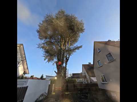 Problemfällung Atlas Zeder