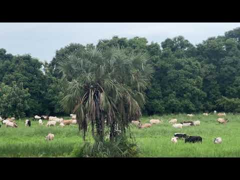 Cows in Juba, South Sudan