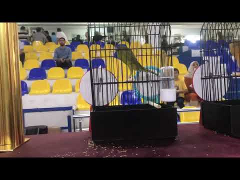 2019 EYCC BEST YORKSHİRE