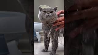 Download lagu Mandiin kucing British shorthair gendut 🤣 mp3