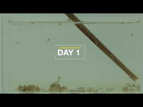 The Lifecycle of an Aedes aegypti Mosquito