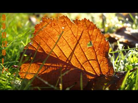 Trijay & Tony Igy feat. Max Taylor - Forgotten Summer [Original Mix][Full HD Audio & Video]