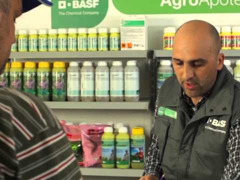 BASF AgroApoteka - Clierfield, Aleksandar Stajic
