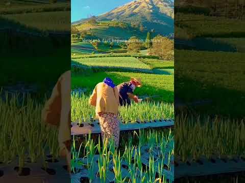 Menanam Sayur di Lereng Gunung Sumbing. Kaliangkrik Magelang #trending #videoshort