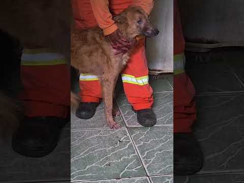 🚨 MULHER É PRESA POR MAUS-TRATOS CONTRA ANIMAIS EM BRAGANÇA PAULISTA