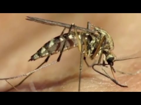 NJ Dept. Of Health Issues Alert & Advisory For West Nile Virus Cases