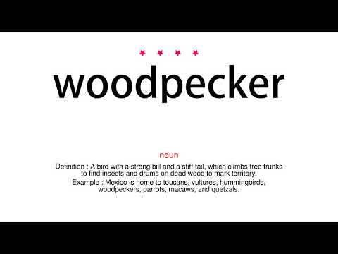 How to pronounce woodpecker - Vocab Today