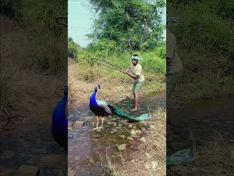 Real Peacock 🦚 Catching #jungle #discovery #shortvideos #vfx #animals #vfxind #viral #shorts 😱🦚🦚