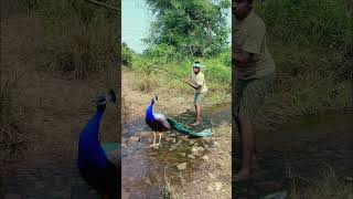 Real Peacock 🦚 Catching #jungle #discovery #shortvideos #vfx #animals #vfxind #viral #shorts 😱🦚🦚