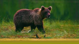 Your Grace Still Amazes Me (lyric video) - Phillips, Craig &amp; Dean