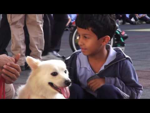 Showing sniffer dogs K9 عرض الكلاب البوليسية ضمن فعاليات اليوم الوطني 45 لدولة الامارات