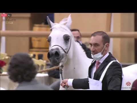 N 365 EHSAN AL SHAHANIA   23rd Qatar National Arabian Horse Show   Mares 4 6 Years Old Class 9B