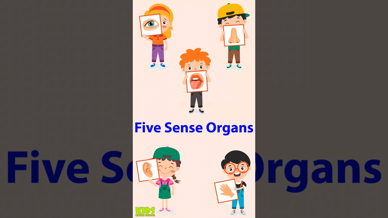 Sense organs For Kids | Kids Learning Video
