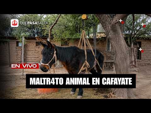 ¿MALTR4T0 ANIMAL EN CAFAYATE ?