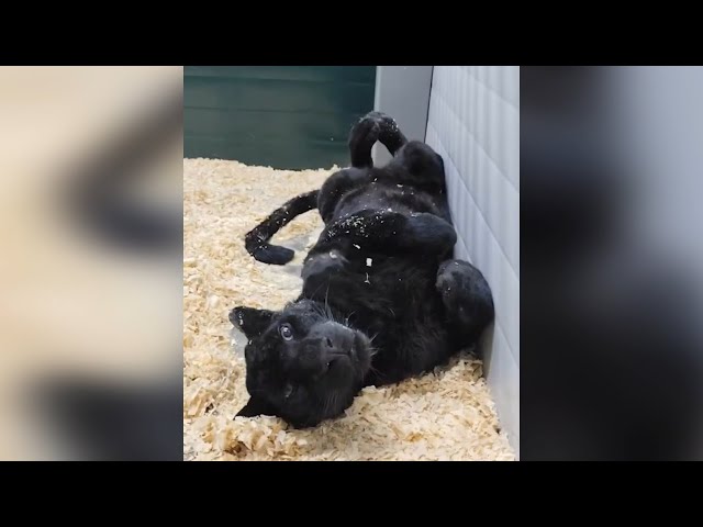 Пантера, которая год назад напала на маленького ребенка в Ангарске, находится в Иркутском зоопарке