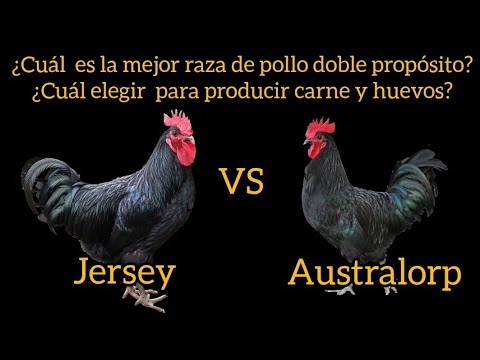 , title : 'Gigantes de Jersey VS Australorp ¿Cuál es la diferencia entre estas razas de pollos doble propósito?'