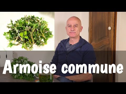 , title : 'L’armoise commune (Artemisia vulgaris) : règles et digestion difficiles, crises d’épilepsie'