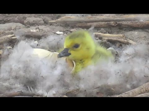2020-05-11 Gosling hatches on Charlo osprey nest - 10 minutes of cuteness | Owl Research Institute