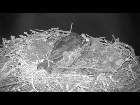 how to osprey chicks poo!