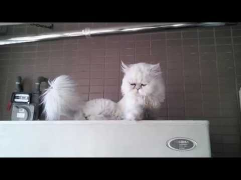 【Hemu】貓大人 2016/08/21