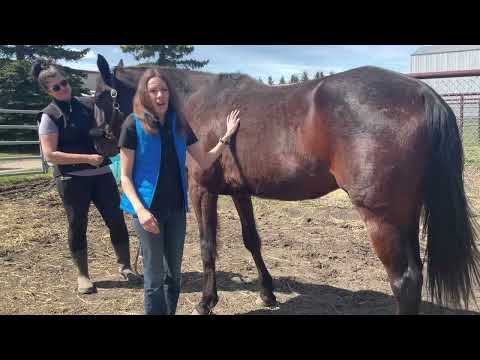 Ask the Expert - Ask An Equine Nutritionist