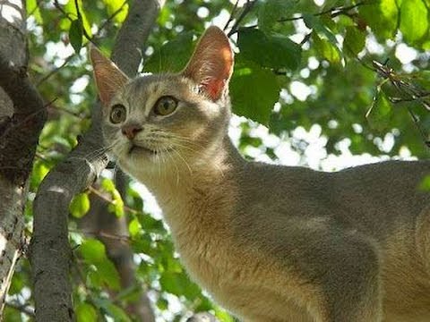 Animal Planet  :  Cats 101 ~ Abyssinian
